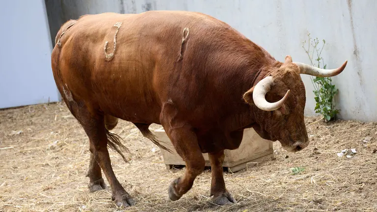 El toro 'Gavilan' (nº 3) de la ganadería de Álvaro Nuñez (10 de julio), colorado, y de 595 kilos de peso, en los Corrales del Gas de Pamplona para San Fermín 2026. IÑIGO ALZUGARAY