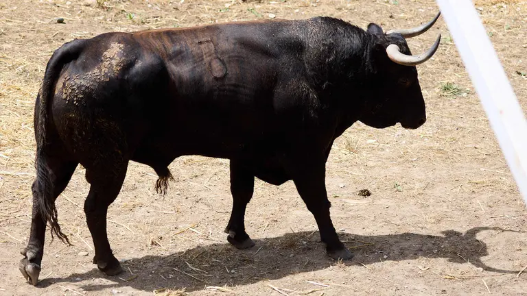 El toro 'Asustado' (nº 3) de la ganadería de Álvaro Nuñez (10 de julio), negro mulato chorreado, y de 565 kilos de peso, en los Corrales del Gas de Pamplona para San Fermín 2026. IÑIGO ALZUGARAY