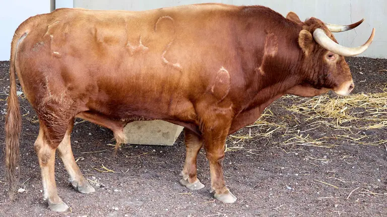 El toro 'Gavilan' (nº 42) de la ganadería de Álvaro Nuñez (10 de julio), colorado, y de 570 kilos de peso, en los Corrales del Gas de Pamplona para San Fermín 2026. IÑIGO ALZUGARAY