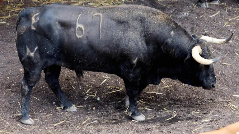 El toro 'Gruñon' (nº 67) de la ganadería de Álvaro Nuñez (10 de julio), negro liston, y de 590 kilos de peso, en los Corrales del Gas de Pamplona para San Fermín 2026. IÑIGO ALZUGARAY