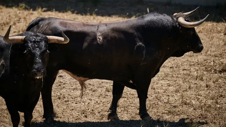 El toro 'Cortijero' (nº 6) de la ganadería de La Palmosilla (12 de julio), negro mulato chorreado bragado meano corrido, y de 575 kilos de peso, en los Corrales del Gas de Pamplona para San Fermín 2026. PABLO LASAOSA