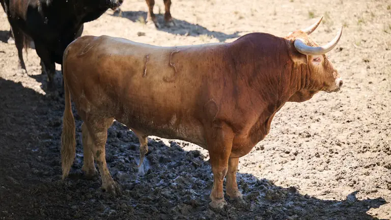 El toro 'Zorzal' (nº 15) de la ganadería de La Palmosilla (12 de julio), colorado, y de 565 kilos de peso, en los Corrales del Gas de Pamplona para San Fermín 2026. PABLO LASAOSA