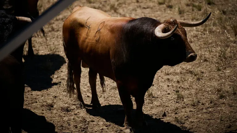 El toro 'Sombrerito' (nº 48) de la ganadería de La Palmosilla (12 de julio), castaño, y de 575 kilos de peso, en los Corrales del Gas de Pamplona para San Fermín 2026. PABLO LASAOSA