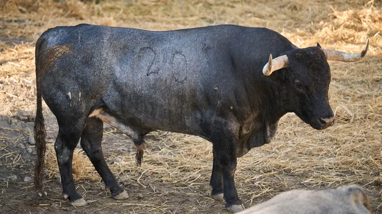 El toro 'CARPINTERO' (nº 20) de la ganadería de José Escolar (11 de julio), negro bragado, y de 610 kilos de peso, en los Corrales del Gas de Pamplona para San Fermín 2026. PABLO LASAOSA