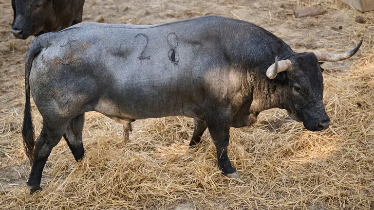 El toro 'CHISMOSO' (nº 28) de la ganadería de José Escolar (11 de julio), cárdeno claro bragado meano, y de 615 kilos de peso, en los Corrales del Gas de Pamplona para San Fermín 2026. PABLO LASAOSA