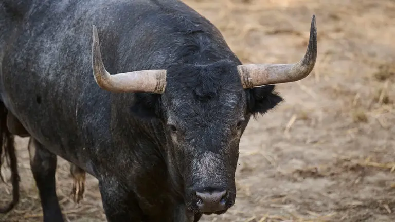 El toro 'TOMILLERO' (nº 51) de la ganadería de José Escolar (11 de julio), cárdeno oscuro bragado meano, y de 595 kilos de peso, en los Corrales del Gas de Pamplona para San Fermín 2026. PABLO LASAOSA