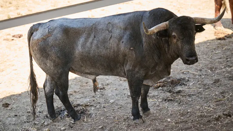 El toro 'CANTITO' (nº 19) de la ganadería de José Escolar (11 de julio), cárdeno oscuro bragado meano, y de 590 kilos de peso, en los Corrales del Gas de Pamplona para San Fermín 2026. PABLO LASAOSA