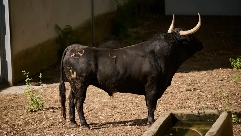 El toro 'CHISMOSO' (nº 4) de la ganadería de Vegahermosa (14 de julio), negro, y de 575 kilos de peso, en los Corrales del Gas de Pamplona para San Fermín 2026. PABLO LASAOSA