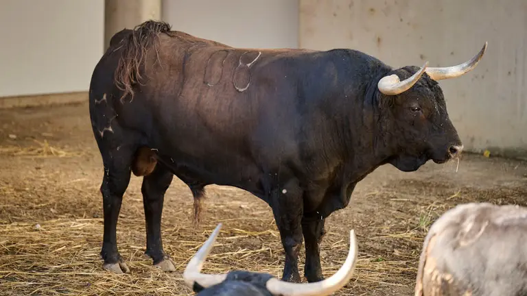 El toro 'ADINERADO' (nº 108) de la ganadería de Jandilla (14 de julio), negro, y de 600 kilos de peso, en los Corrales del Gas de Pamplona para San Fermín 2026. PABLO LASAOSA
