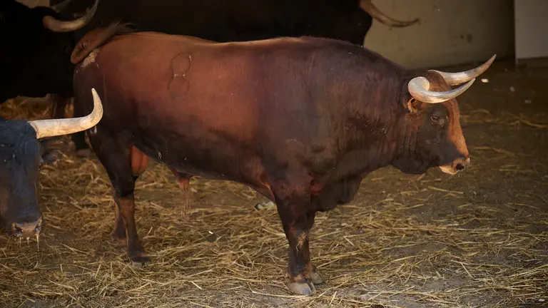 El toro 'ZARABANDA' (nº 8) de la ganadería de Vegahermosa (14 de julio), colorado, y de 590 kilos de peso, en los Corrales del Gas de Pamplona para San Fermín 2026. PABLO LASAOSA