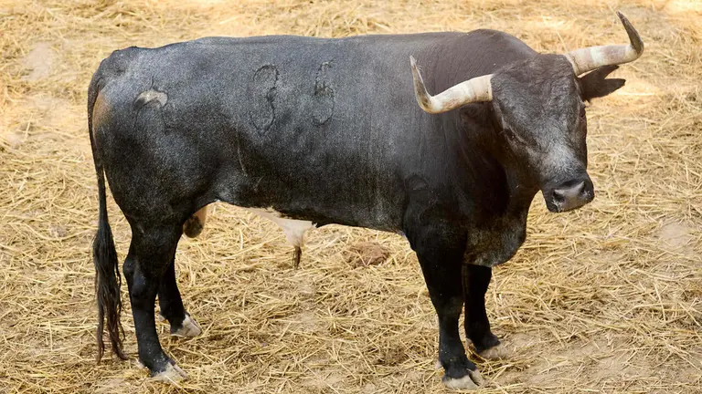 El toro 'Mochuelo' (nº 35) de la ganadería de Miura (13 de julio), cárdeno oscuro semicalzado, y de 615 kilos de peso, en los Corrales del Gas de Pamplona para San Fermín 2026. IÑIGO ALZUGARAY