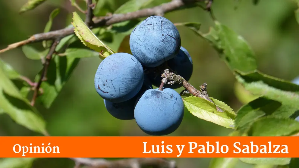 Palabras viejas en Sangüesa la nueva (A)