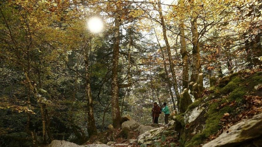 Varias personas pasean por la Selva de Irati, un magnífico bosque de hayas en Navarra. EFE, Jesús Diges.