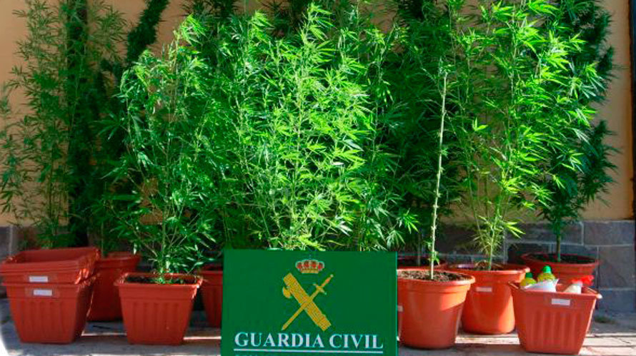 marihuana-guardia-civil-plantas
