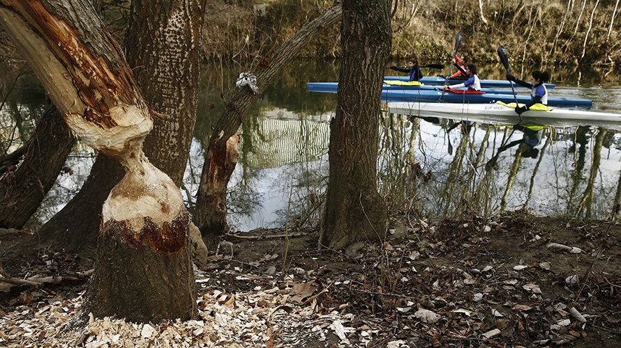 GRA053 PAMPLONA, 03/02/2016.- Varios piragüistas que navegan con sus canoas por el río Arga, en Pamplona, pasan junto un árbol de la orilla que ha quedado en ese estado tras ser roído por castores. EFE/Jesús Diges