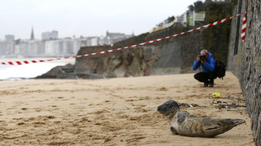Una foca descansa en el arenal de la playa de Ondarreta de San Sebastián. EFE