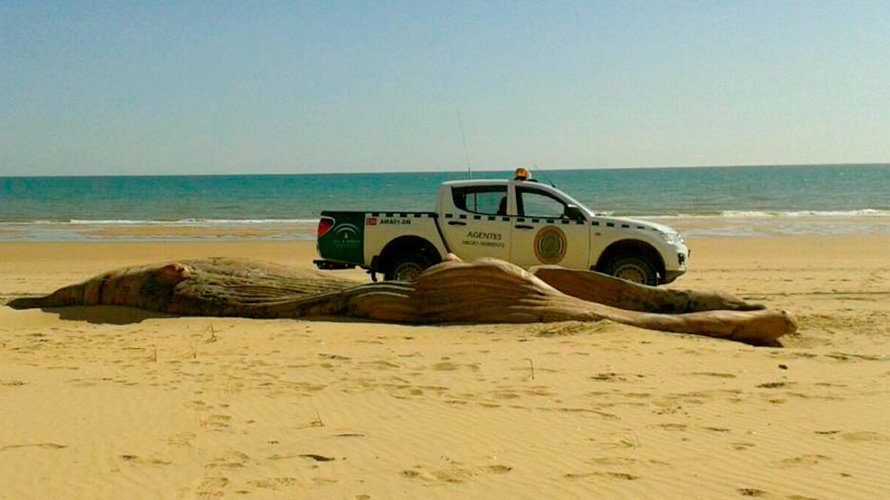 Ballena muerta en la playa de Huelva. EP