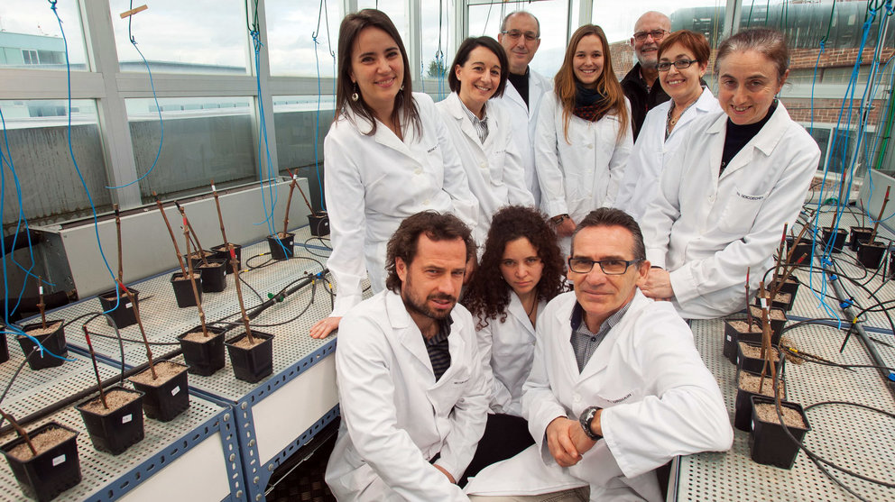 Un proyecto de la Universidad de Navarra analiza cinco clones de la variedad tempranillo