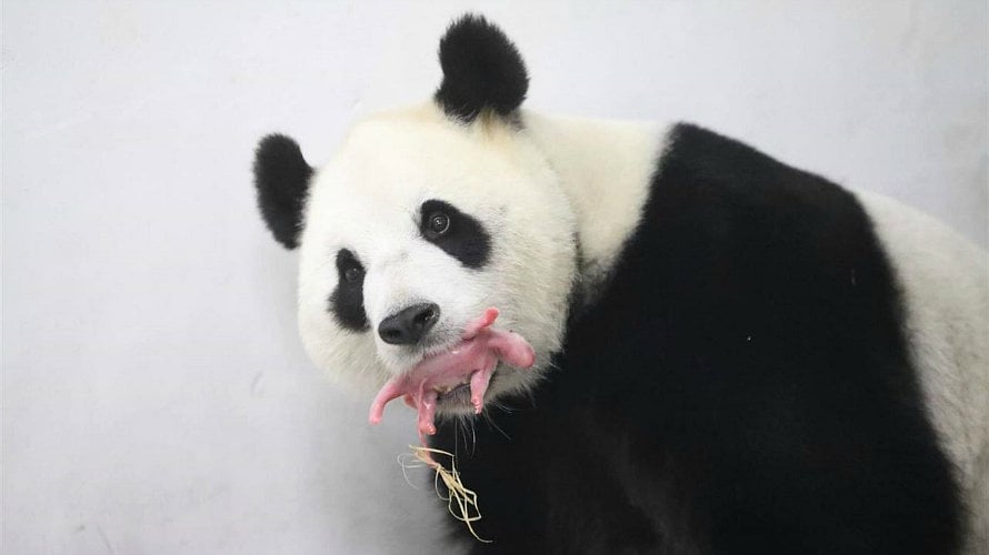 Nace una cría de panda gigante en un zoo de Bruselas.