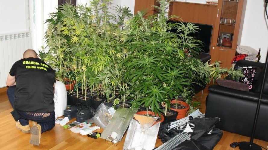 Detenidas dos personas en Noáin con 42 plantas de marihuana.