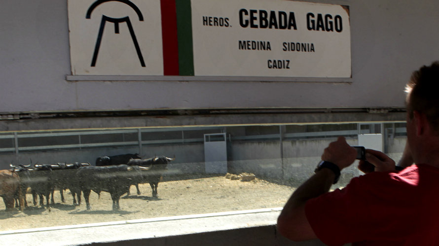 Una persona visita los toros de Cebada Gago en los corrales del Gas