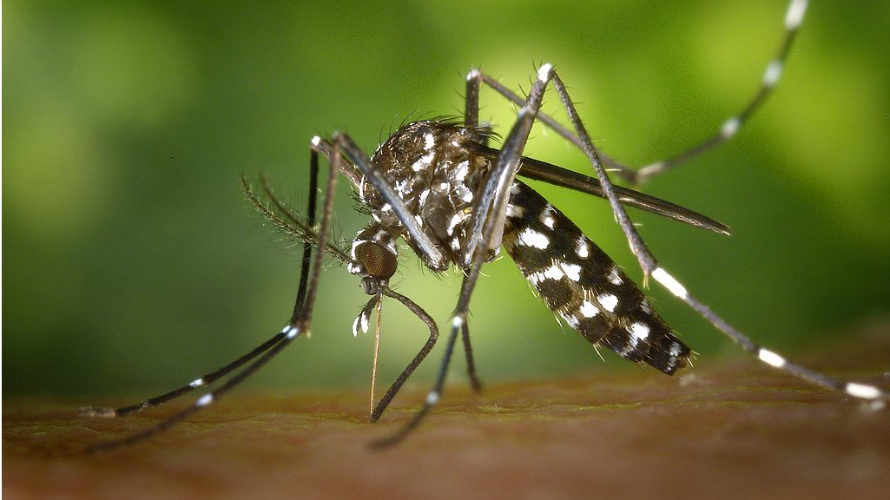 El mosquito tigre es del tipo Aedes, que propaga el Zika. JAMES GATHANY