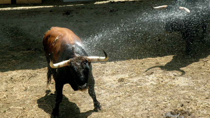 Uno de los toros de Núñez del Cuvillo se refresca en los corrales del Gas tras su llegada a Pamplona.