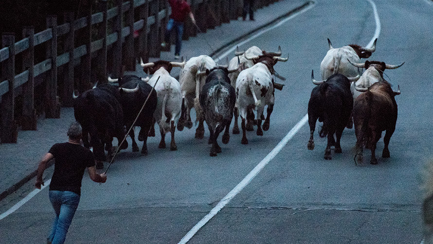Encierrillo con los toros de Victoriano celebrado en la noche del 11 de julio. PABLO LASAOSA (8)