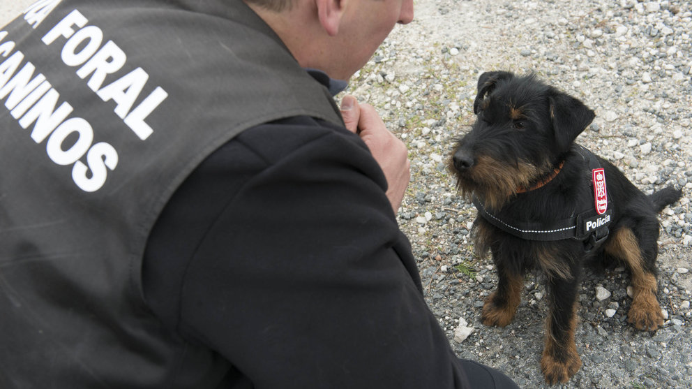 Imagen de archivo de un cachorro de jagd terrier adiestrado por Policía Foral