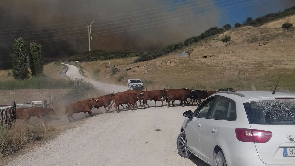 Ganaderos y vecinos colaboraron para evacuar a las vacas de los Hermanos Ganuza de Artajona ante la llegada de las llamas del incendio forestal
