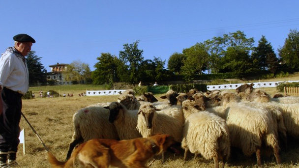 Artzai Eguna Día del perro pastor en Huarte Araquil / Uharte Arakil (Efe).