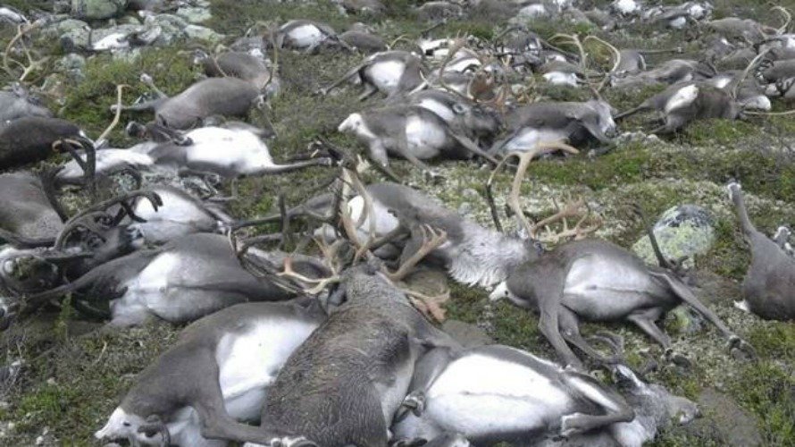 Los renos muertos en Noruega a causa de una tormenta eléctrica suman los 323. EFE