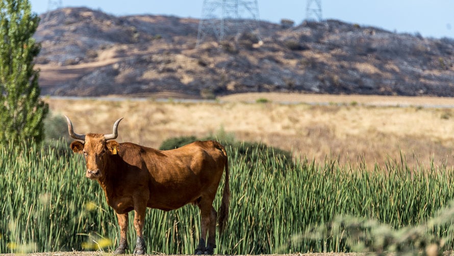 'Bailarina', una de las vacas más destacadas de la ganadería de los Hnos. Ganuza, pasta delante de una de las lomas que rodea esta finca de Artajona y que ha sido calcinada por el incendio forestal del 25 de agosto. IÑIGO ALZUGARAY