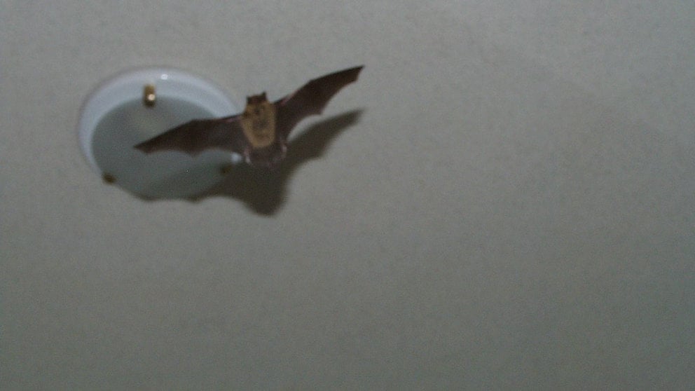 Un murciélago vuela en el salón de una vivienda Imagen de archivo