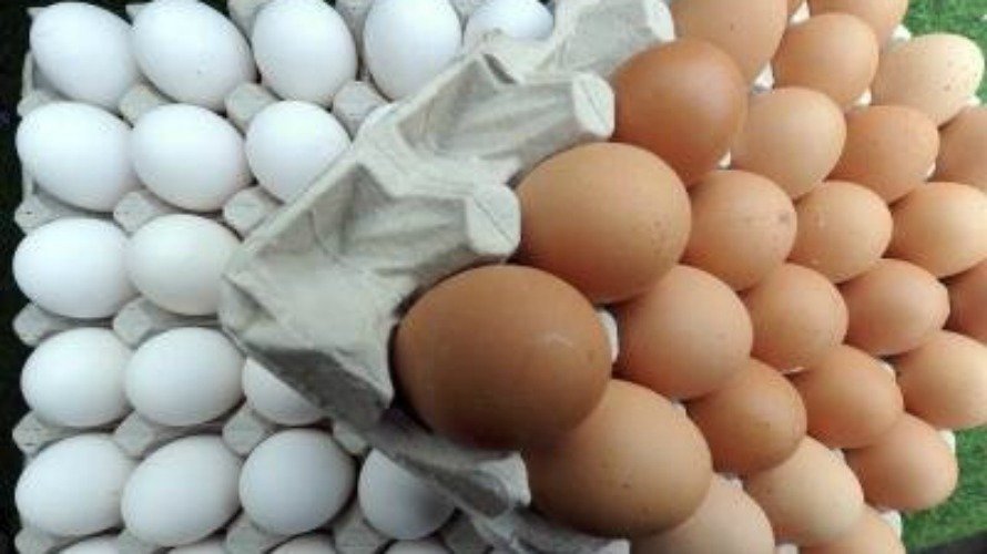 Huevos, un producto importante en la alimentación.