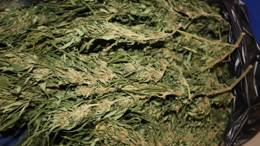 Intervenidos 2.500 gramos de cogollos de marihuana en una vivienda de Pamplona. PNACIONAL