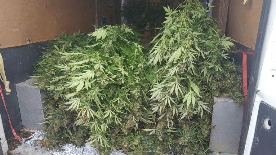 Una carga de marihuana en una imagen de ARCHIVO. PNACIONAL