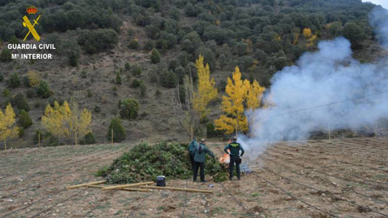 La Guardia Civil quema algunas de las plantas halladas en un campo de marihuana en Villarluengo, en Teruel. GUARDIA CIVIL