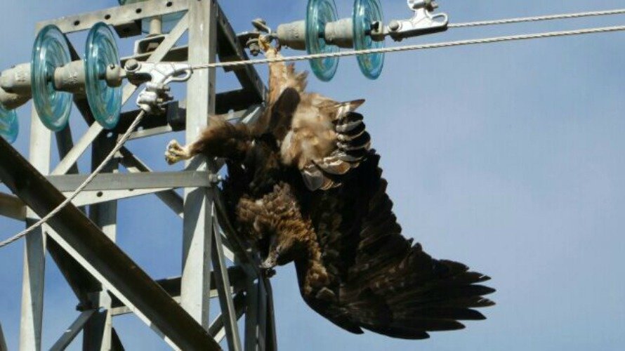 Halladas águilas reales aparecidas muertas en tendidos eléctricos de Navarra. 