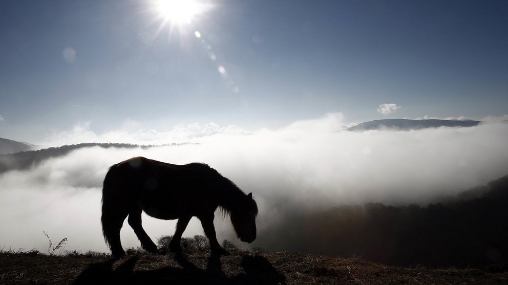 Un caballo pasta en el alto de Ibañeta, en Navarra en una jornada marcada por la niebla y las bajas temperaturas. EFE/Jesús Diges