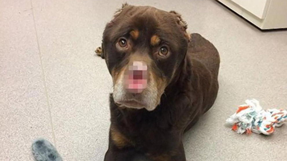 Imagen del rottweiler mutilado que ha sido encontrado en Detroit DAILY NEWS