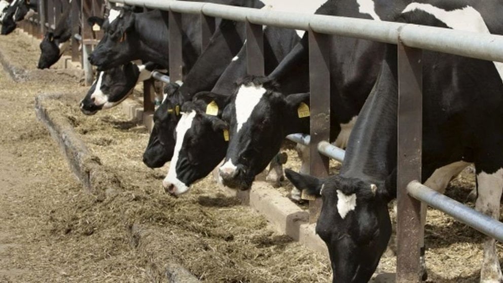 Una granja de vacas en una imagen de archivo EFE