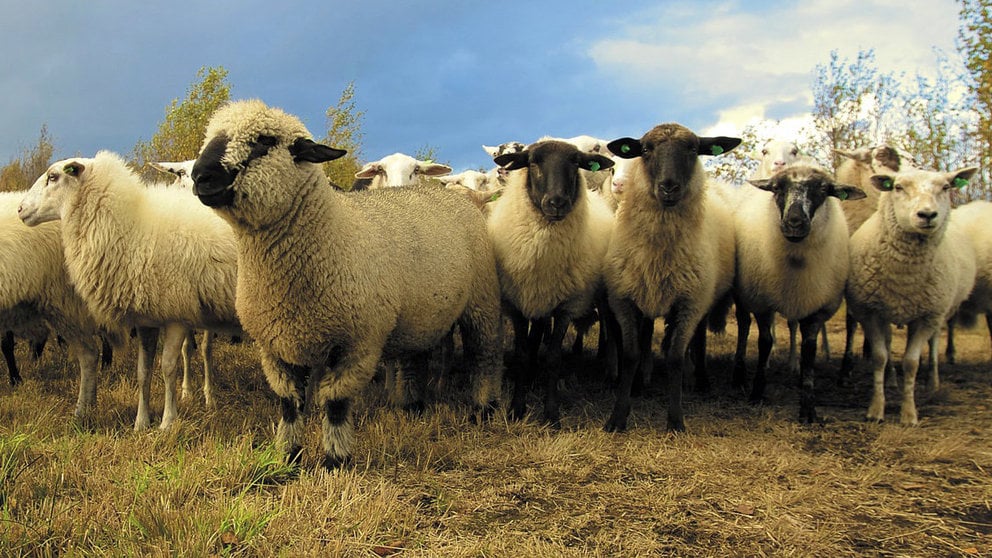 Un rebaño de ovejas (2)