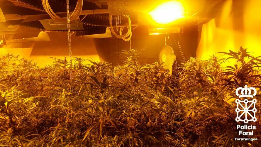 Plantas de marihuana incautadas a dos ciudadanos de origen chino en Orkoien. PFORAL