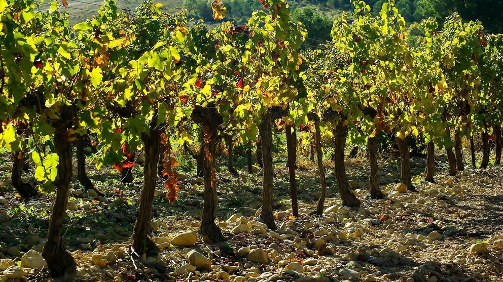 Imagen de un viñedo navarro incluído en la Denomincación de Origen de vinos navarros. ARCHIVO