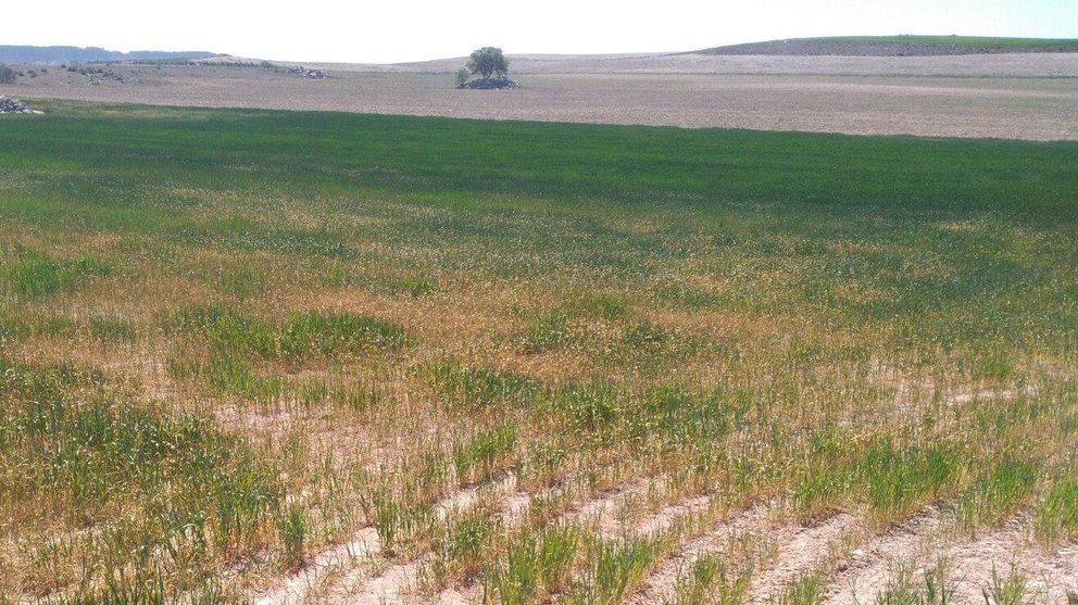 Imagen de un campo de cereal afectado por la sequía. EUROPA PRESS