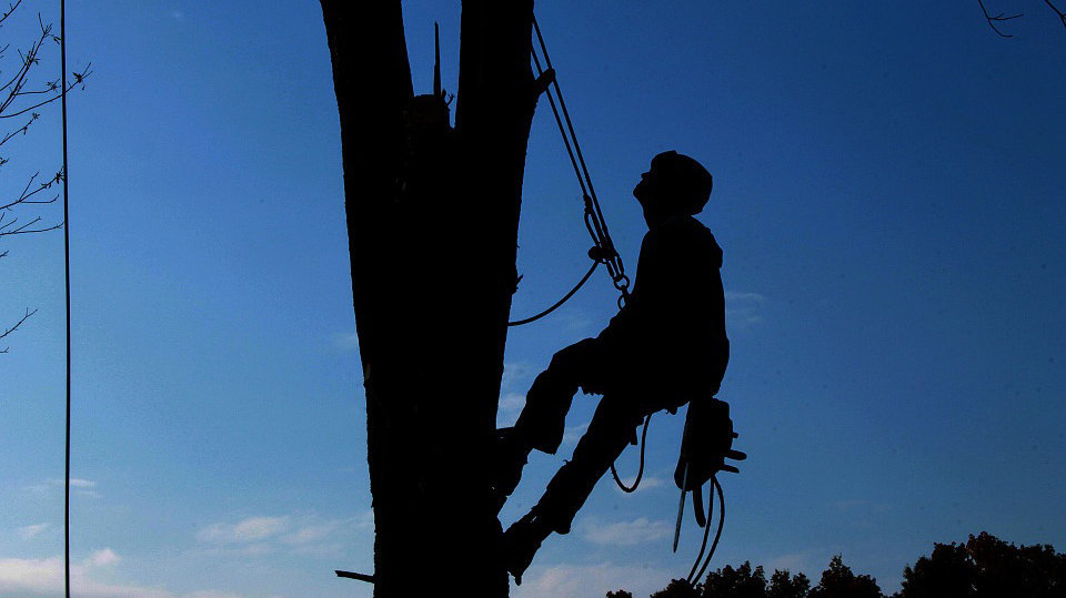 Imagen de un trabajador forestal ascendiendo a un árbol para proceder a talar una de sus ramas ARCHIVO