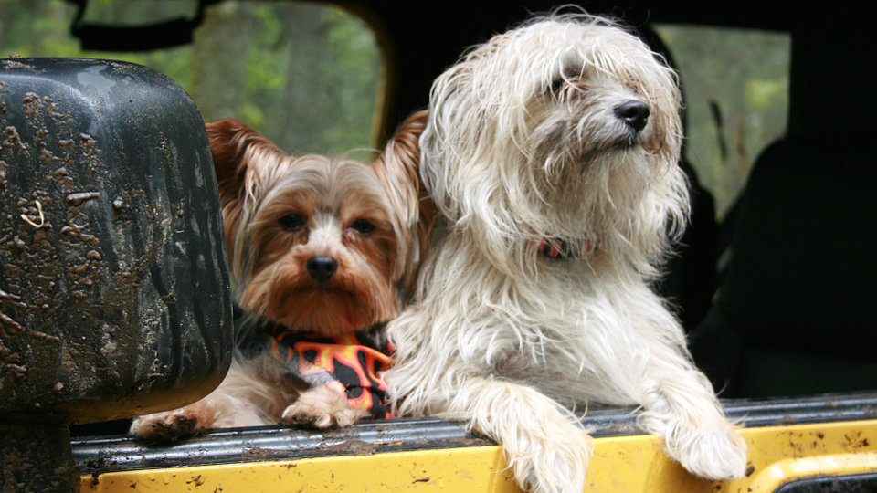 Dos perros asomados a la ventanilla de una furgoneta ARCHIVO