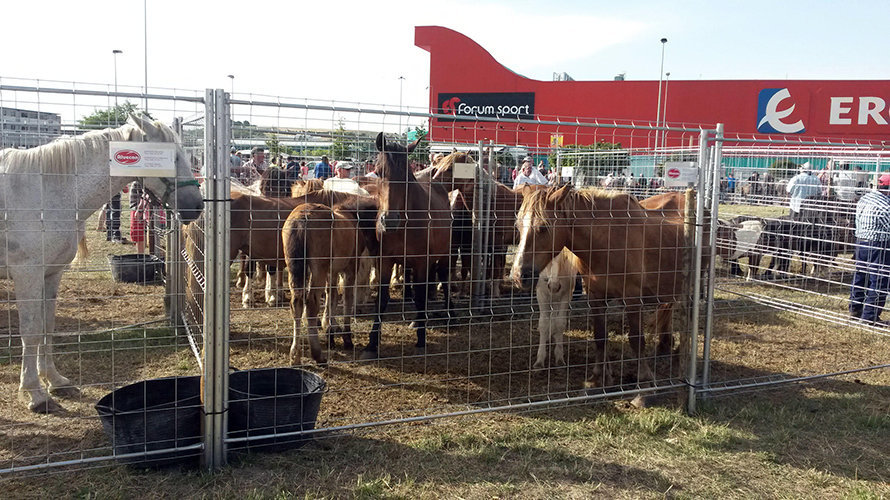 Feria del ganado equino en el polígono de Agustinos 2