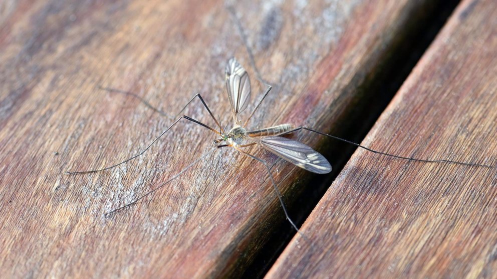 Un mosquito se posa sobre una superficie..